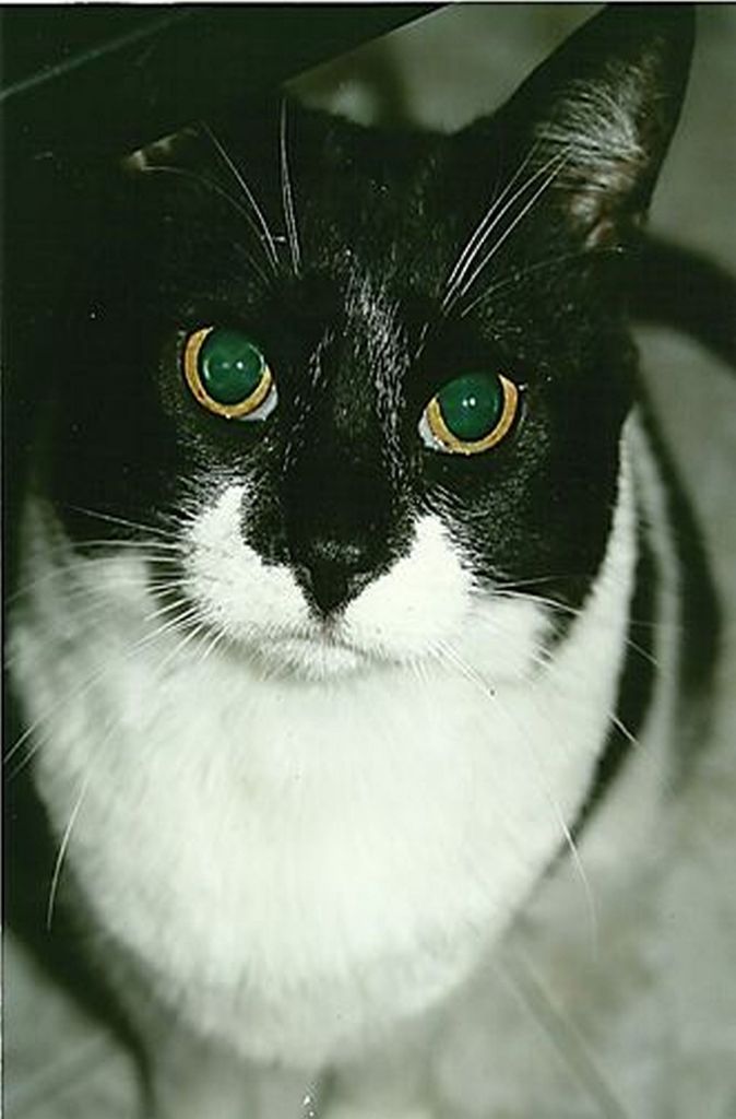 Katze Buch Tiere Katzengeschichten Tiergeschichten Katzenbücher